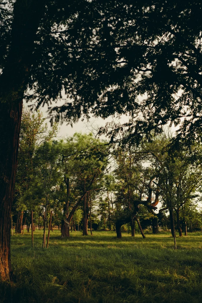 Park at Chateau Mukhrani in Georgia